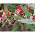 Online Plants Profile Picture