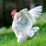 Chicken Bird Profile Picture