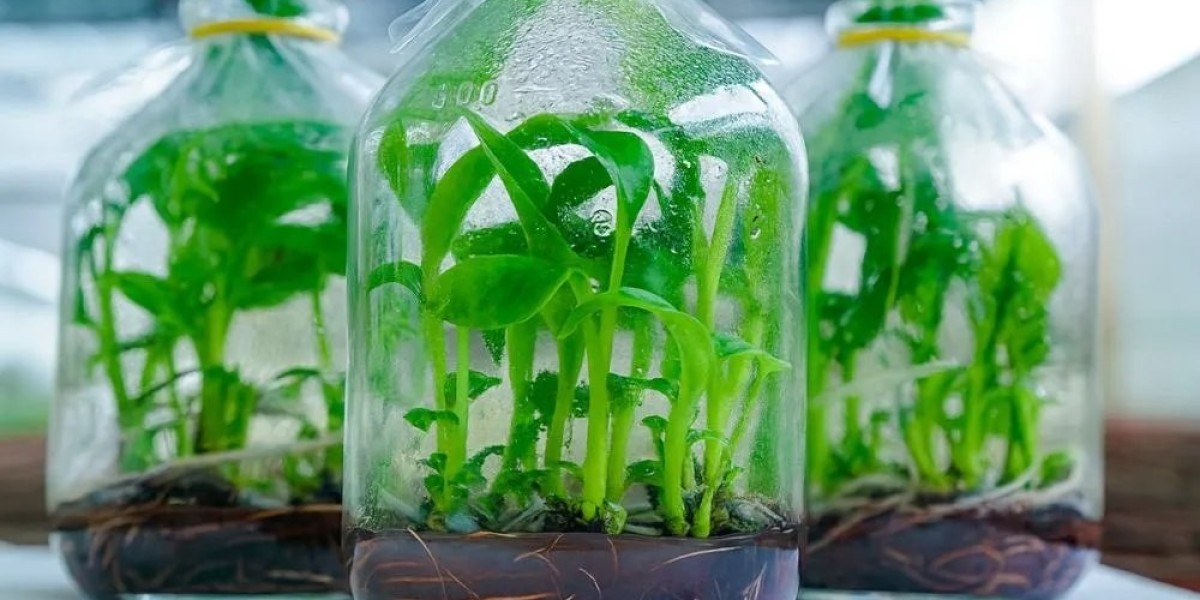 Kỹ thuật trồng và chăm sóc cây mai trước và sau Tết